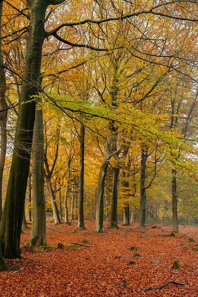 Autumn in the forest by Gert Hilbink