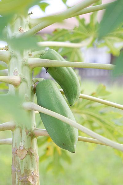 Kakaopflanze mit Bohnen von rene marcel originals