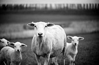 nieuwsgierige lammetjes