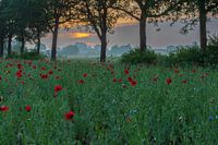poppies, cloudy sunrise