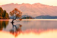 Der Wanaka-Baum Sonnenaufgang