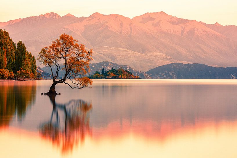 Ce lever de soleil sur les arbres de Wanaka par Cho Tang