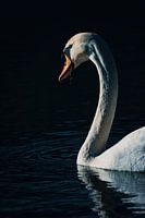 Porträt eines schwimmenden Schwans