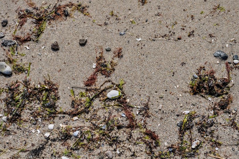 Muscheln und Seetang  im Sand von GH Foto & Artdesign