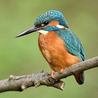Kingfisher ( Alcedo atthis ) adult male in spring on its lookout, perched on a branch, close-up, det