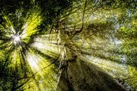 Morgendlicher Dschungel