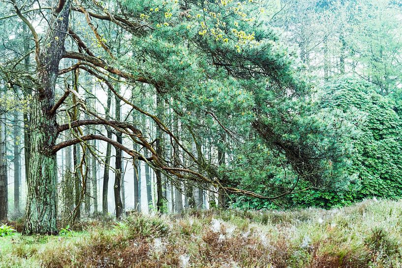 Hillig Meer nature cemetery Eext by R Smallenbroek