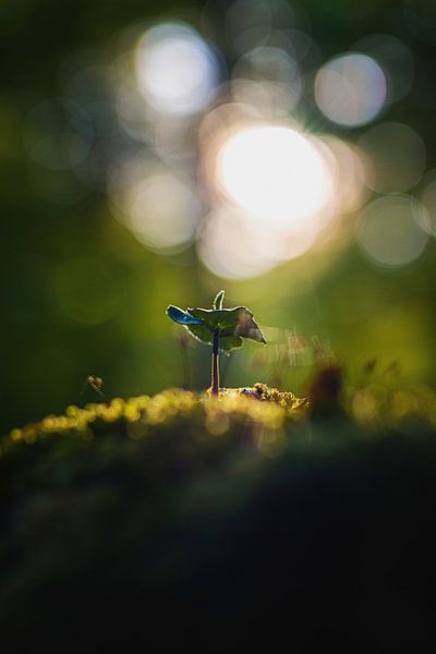 Die Zukunft fängt klein an von Florian Kunde