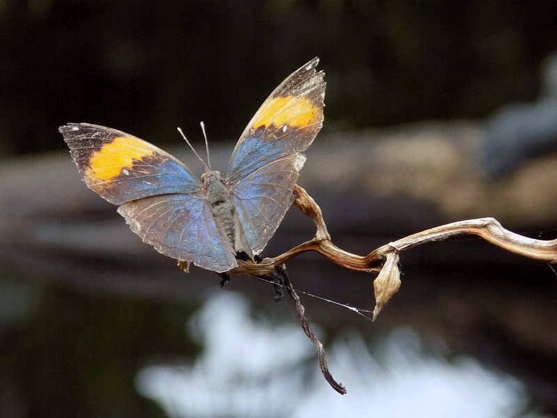 Tropische vlinder Tropical Butterfly (Collectie 2018) by Jan van Bruggen
