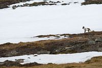 Poolvos op de uitkijk. 