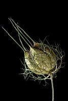 Upcycled Beauty - Puffer-in-green - Nigella damascena -