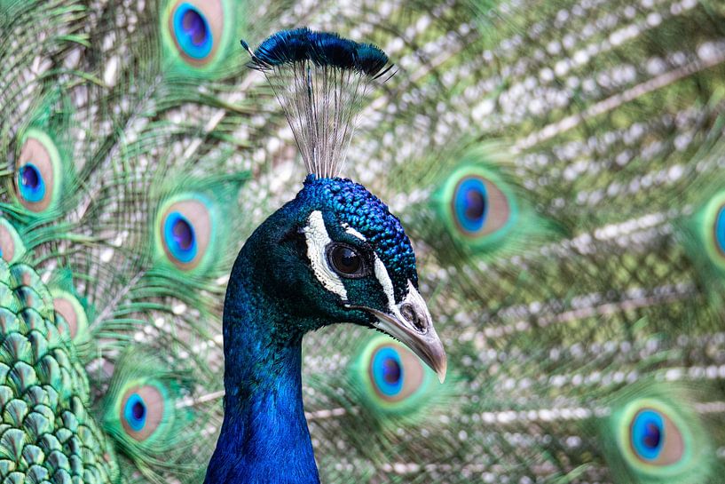 Paon par Anja Wessels Fotografie