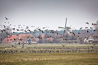 Nonnengänse auf Terschelling