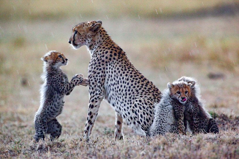 Hallo Mama von Peter Michel