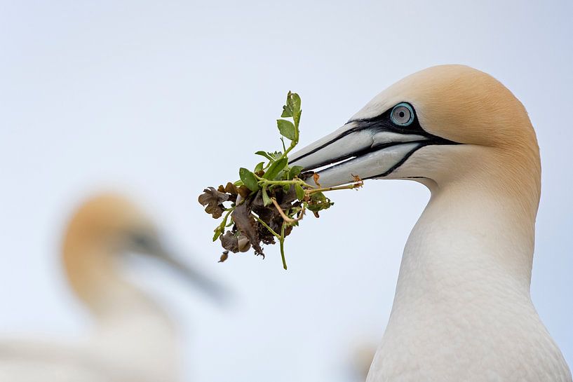 Das Geschenk von David Pattyn