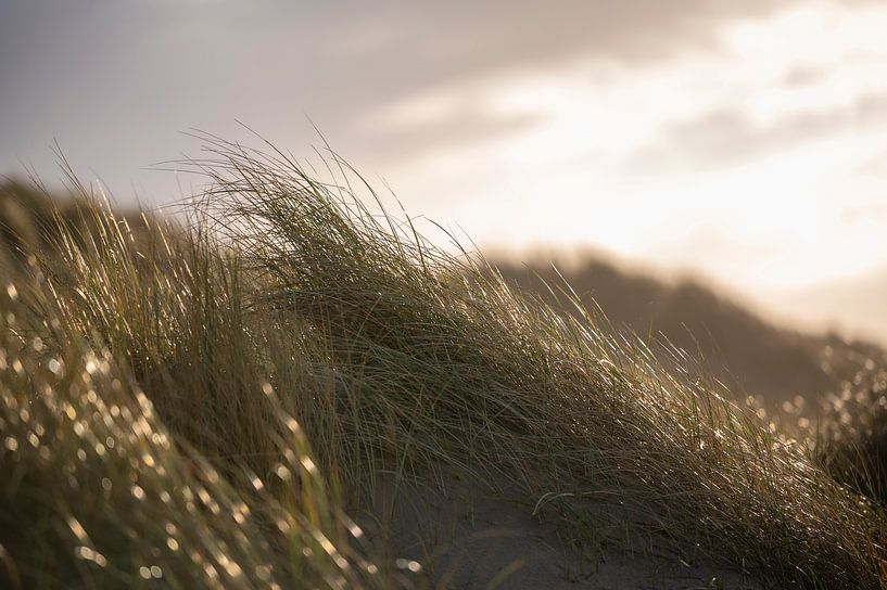 Dünengras von Alvin Aarnoutse