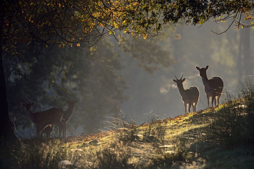 Daim / daim ( Dama dama ), contre-jour automnal, nuages respiratoires visibles, pleine atmosphère, E par wunderbare Erde