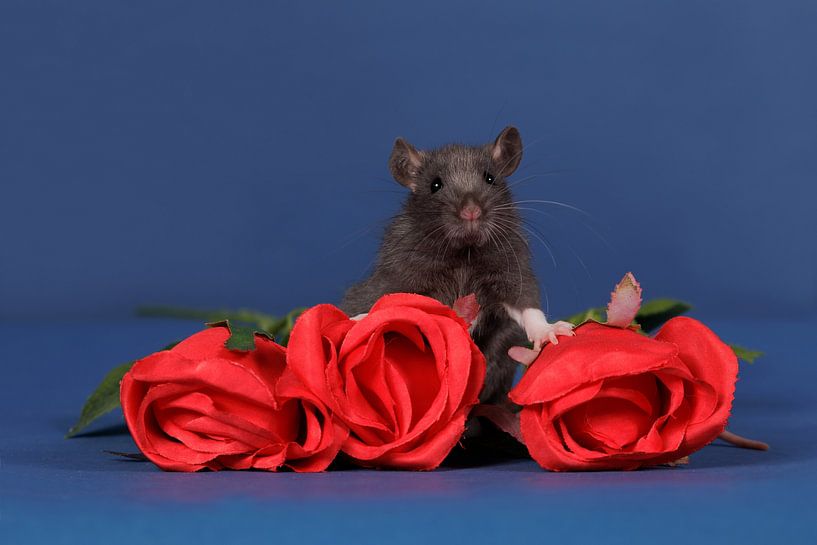 Mignon bébé rat noir avec des roses rouges par Dagmar Hijmans