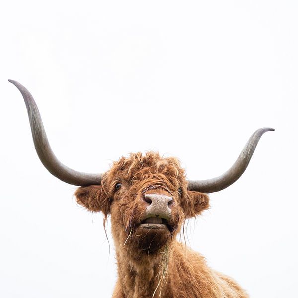 Schottischer Highlander von Karel Ton