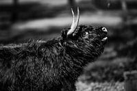 Highlander écossais en noir et blanc.