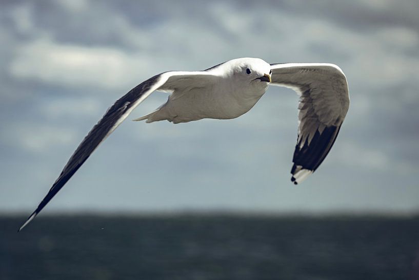 Mouette au regard de mannequin par Foto Oger