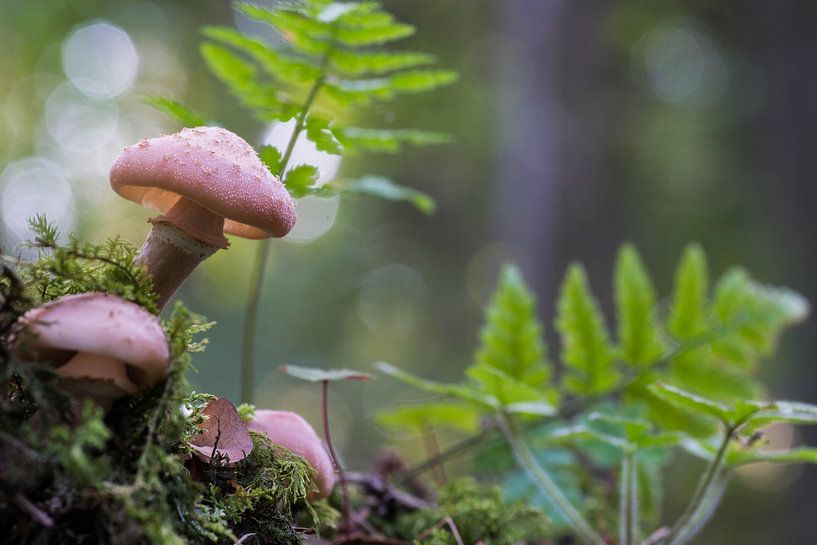Paddenstoeltjes in de Franse Argonne by Kristel van de Laar