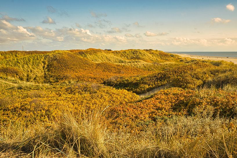 Blåvand Dünen Landschaft in Dänemark an der Nordsee von Martin Köbsch