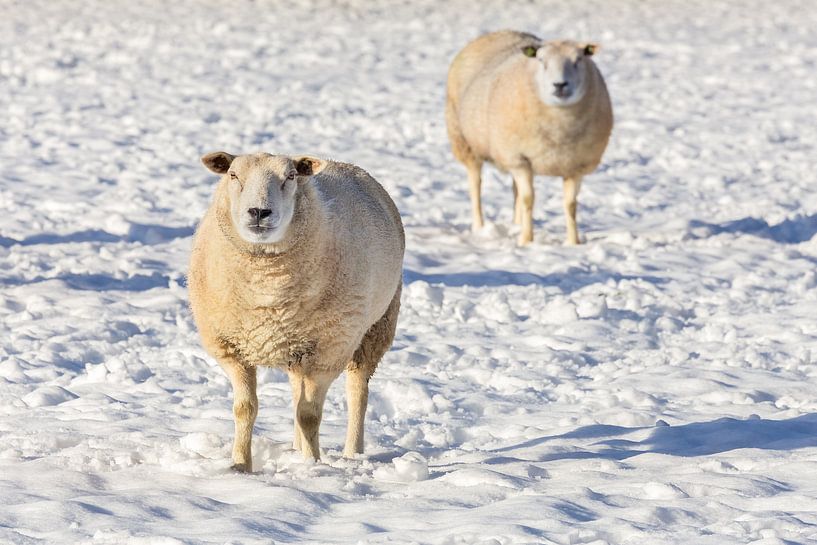 Two sheep are standing in snow during winter season by Ben Schonewille