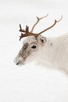 Portrait de rennes dans le nord de la Norvège