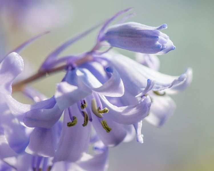 Hyacinthus in bloom by Connie Posthuma