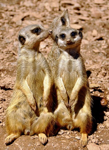 Drei Erdmännchen par Wiltrud Schwantz