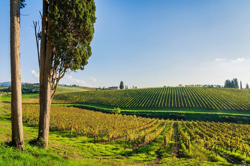 Zypressen und Chianti-Weinberge, Toskana von Stefano Orazzini
