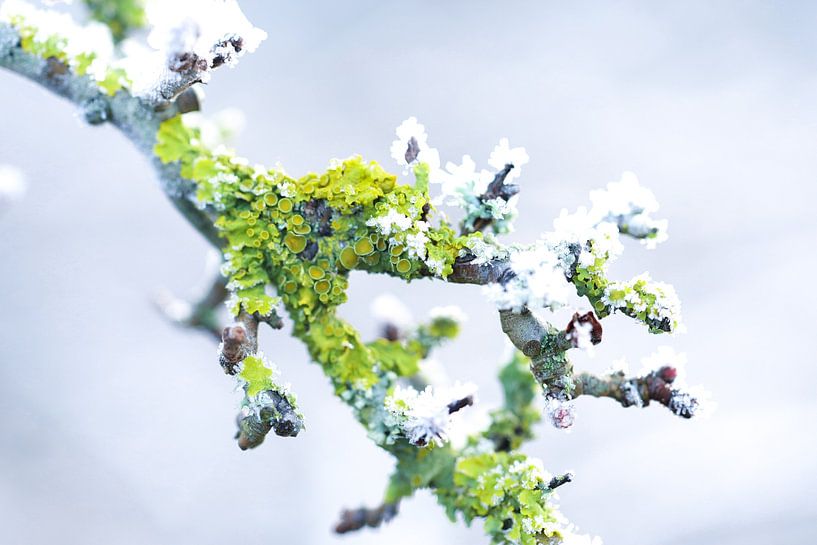 Ripe 03 by Mattijs kuiper