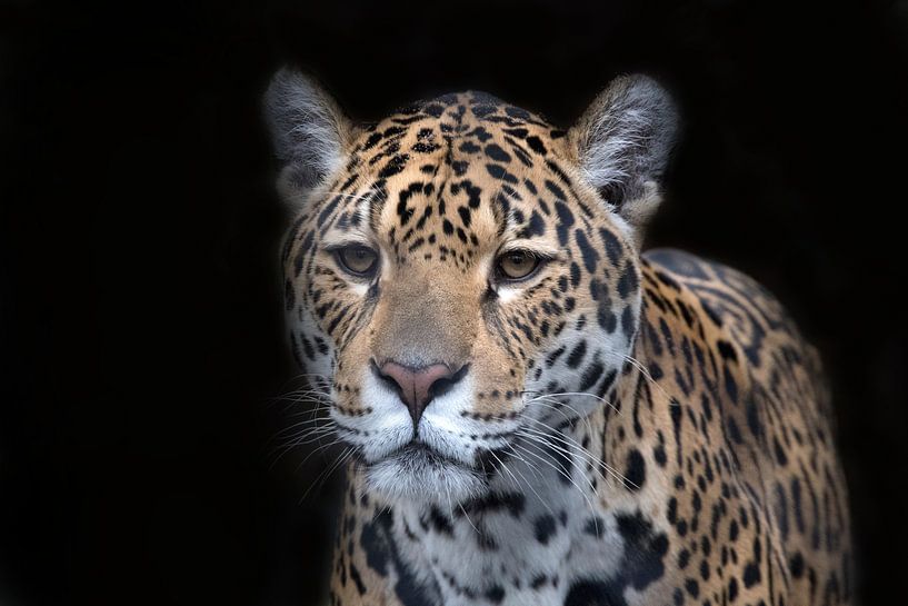 Jaguar avec un fond noir par Maurice de vries