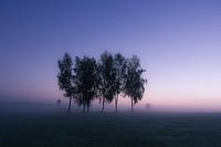 Birches in morning mist