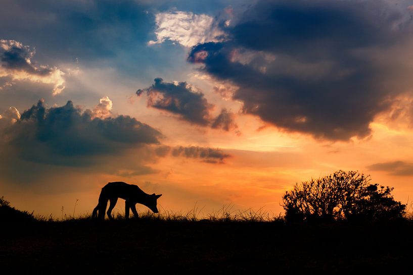 Sonnenuntergang von Pim Leijen