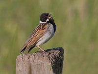 Le bruant des roseaux