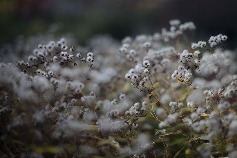 Gris argenté par True Color Stories