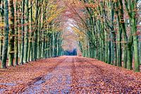 Herbst in Lage Vuursche