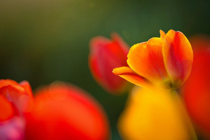 Le temps des tulipes par Sabine Böke-Bergau