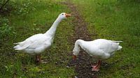 Meeting with two Emden geese on the hiking trail