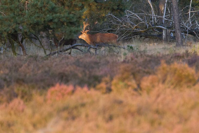 Deer in the last sunlight. by rene marcel originals