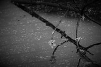 Ast über einer Pfütze hängend