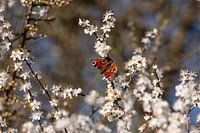 White blossom with day peacock.