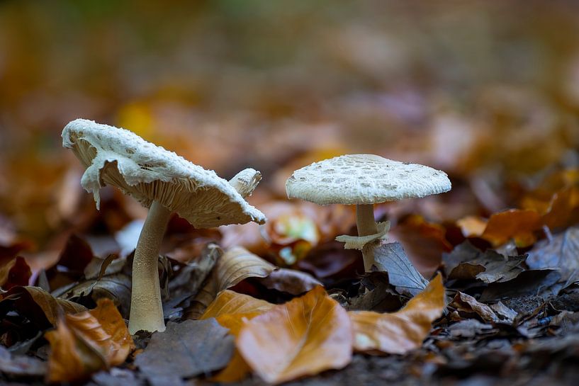 Pilze wachsen auf dem Boden eines Laubwaldes im Herbst von Mario Plechaty Photography