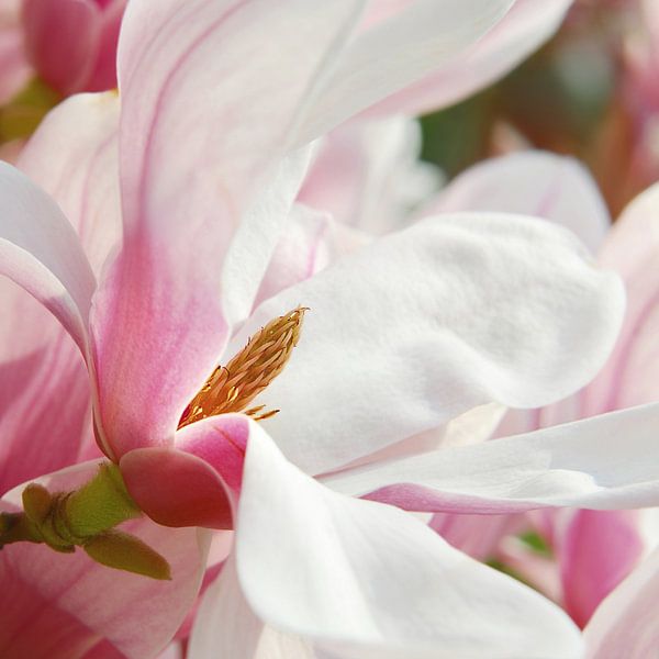 Magnolia par Violetta Honkisz