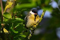 Great tit looking straight into the lens.