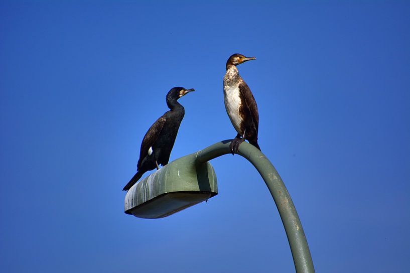 Lampe Cormoran par Edgar Schermaul