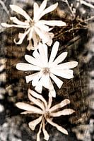trio of flowering magnolia flowers