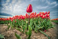 Tulpen an der Macht